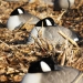 Storm Front 2 Canada Goose Shell - Flocked Head Rester Group Sleeping Position
