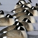 Storm Front 2 Canada Goose Shell - Flocked Head Rester Group Sleeping Position 1