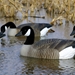 Storm Front Floater Canada Goose - Flocked Head 4-Pack 2 geese in the water