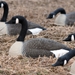 Pontoon Perimeter Field and Water Canada Goose used outdoor 1