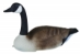 Pontoon Perimeter Field and Water Canada Goose 4