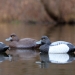 Masters Series Blue Bill Two Ducks on the Water