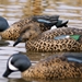 Storm Front Classic Blue-winged Teal 3 ducks in the water