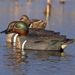 Storm Front Classic Green-winged Teal 3 Ducks in the water