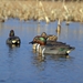 Storm Front Classic Green-winged Teal 4 ducks in the water