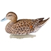 Storm Front Classic Floater Pintail duck 2