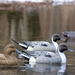 Storm Front Classic Floater Pintail with 3 ducks in the water