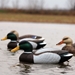 Masters Series Extreme Magnum Floater Mallard Two Greenhead and Two Brown Duck in the Water