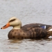 Masters Series Extreme Magnum Floater Mallard One Brown on the Water