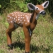 Flambeau Foam Fawn Right View