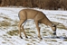 Master Series&trade; Grazing-Doe in Action Snow landscape