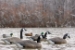 Pontoon Perimeter Field and Water Canada Goose used outdoor 2