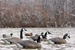 Pontoon Perimeter Field and Water Canada Goose used outdoor 2