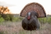 King Strutter Decoy Displayed in the wild 2