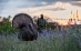 King Strutter Decoy Displayed in the wild 3