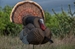 King Strutter Decoy Displayed in the wild 1