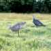 Feather Flex&reg; Love Triangle&reg; - Combo Pack in use 2