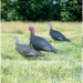 Feather Flex&reg; Love Triangle&reg; - Combo Pack in use 1