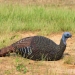 MAD Shady Baby Breeding Hen 2