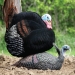 MAD Shady Baby Breeding Hen 
