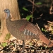 MAD Shady Baby Upright Hen 2