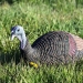 MAD Shady Baby Upright Hen 3