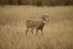 Master Series Boss Buck Displayed at the Field