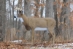 Master Series Boss Buck