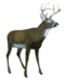 Master Series Boss Buck Whole Body Right View