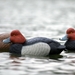 Masters Series Redhead Decoy One Redhead Duck Decoy on the Water