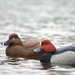 Masters Series Redhead Decoy Brown Duck and Redhead Duck Decoy on the Water
