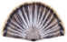 Replacement Turkey Fan back