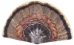 Replacement Turkey Fan front