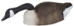 Storm Front 2 Canada Goose Shell - 4-Pack 4