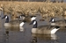 Storm Front&trade;2 Floater Canada Goose - Standard 4-Pack - 4 geese in the water