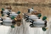 Storm Front Premium Oversized Floater Mallard 10 ducks in the water