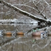 Stormfront Widgeon Decoy with 4 ducks in the water