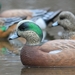 Stormfront Widgeon Decoy with 2 ducks in the water