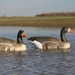 Storm Front Floater White-Fronted Goose 2 - 2 geese in water