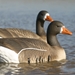 Storm Front Floater White-Fronted Goose 1 - 2 geese in water